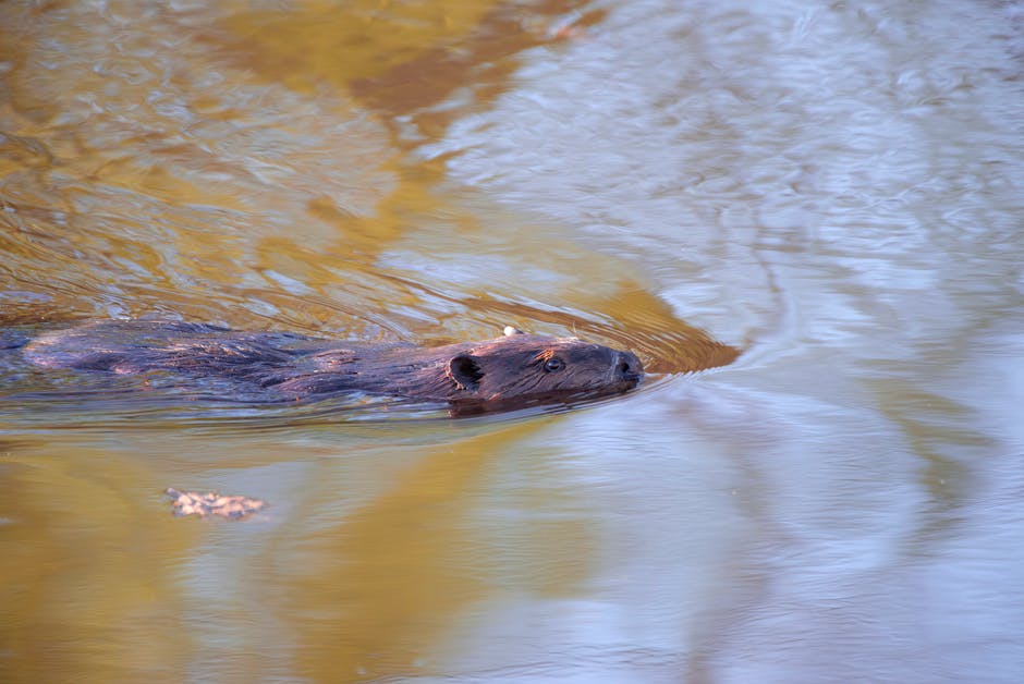 Beavers Return to County for First Time in 400 Years