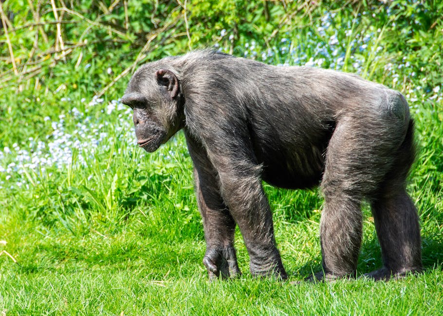 Chimpanzees Engage in Bloodiest Conflict on Record