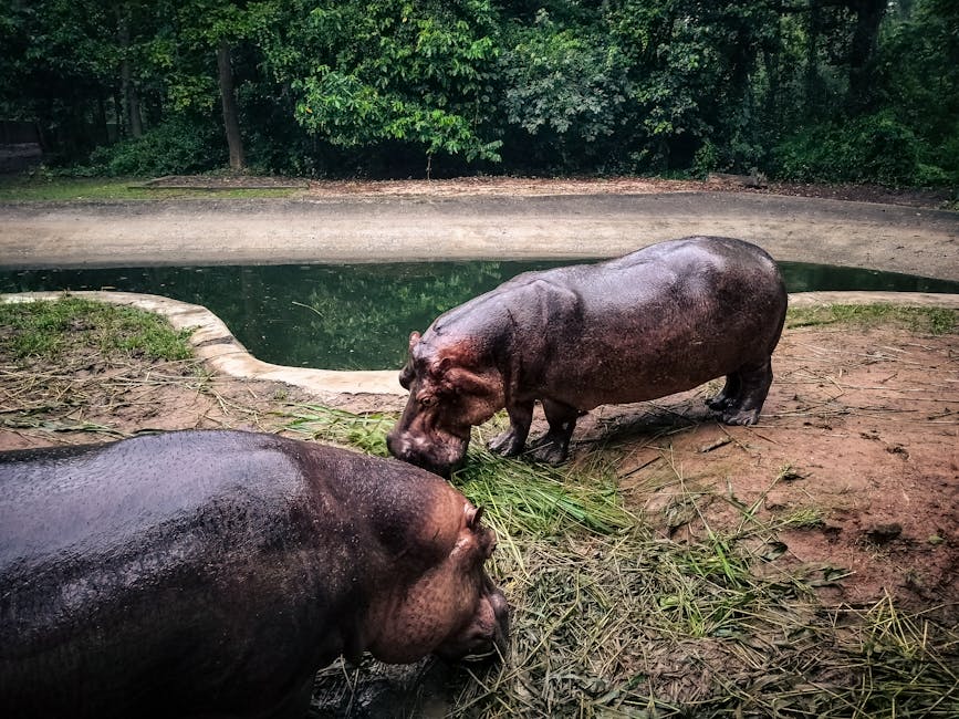 Colombia to Cull 120 Wild Hippos