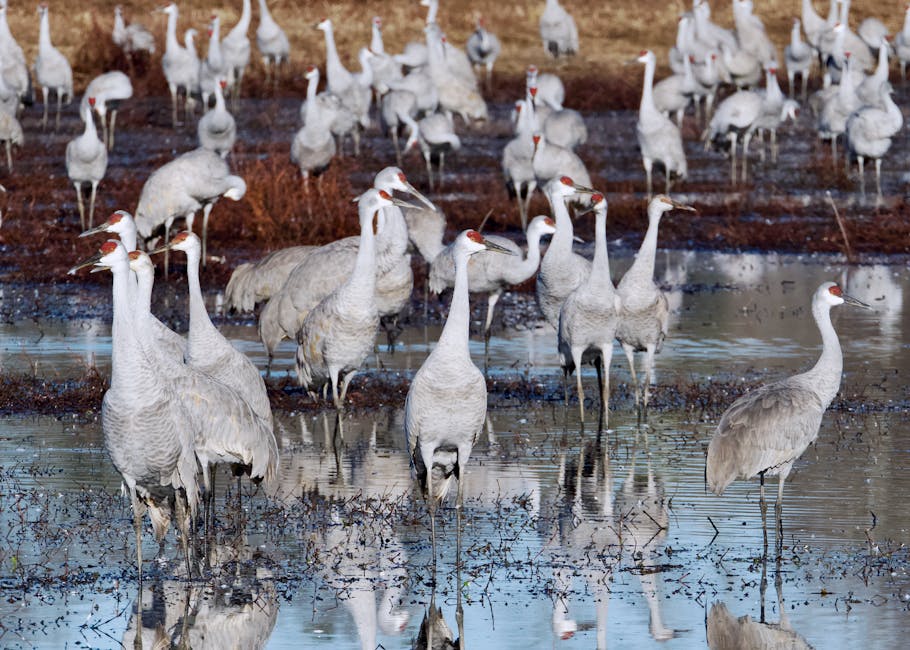 Crane Population Surges with 26 New Chicks