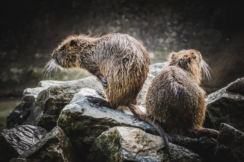 Dorset Plans to Release 50 Wild Beavers