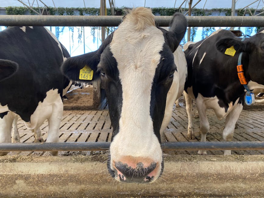 E. Coli Outbreak Reveals Concerns Over Raw Dairy