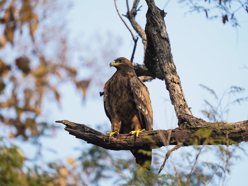 Golden Eagle Reintroduction Surges Forward with Government Funding