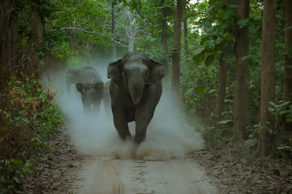 Herzog Reveals the Surging Mystery of Ghost Elephants