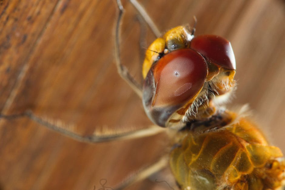 How Dragonflies See the World