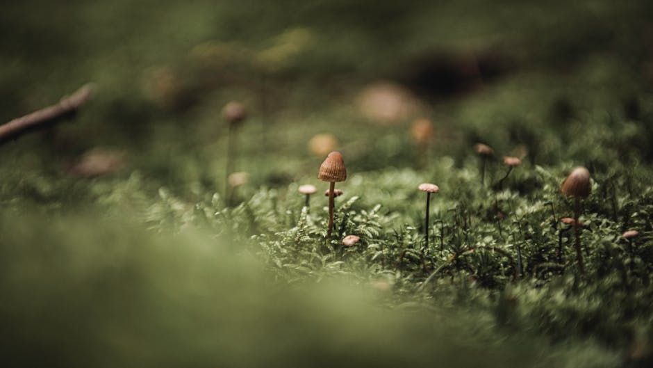How Psychedelics Change Lives