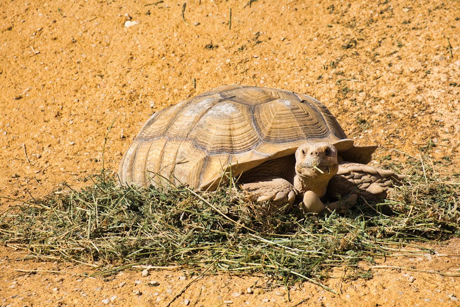 The First Earthlings to the Moon Were Not Humans, But Tortoises