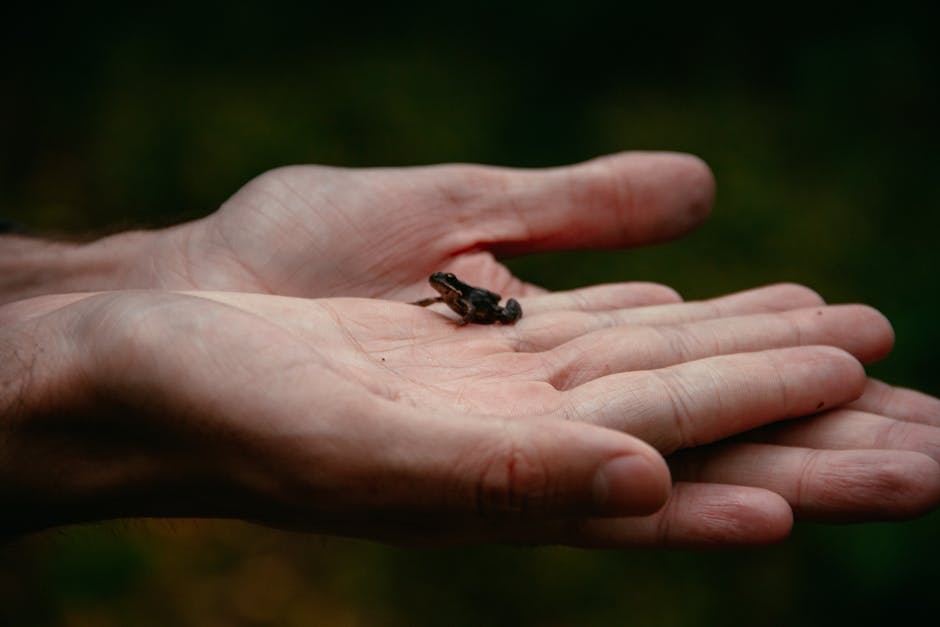 Toad Crisis Unfolds with 1,000 Breeding Toads at Risk