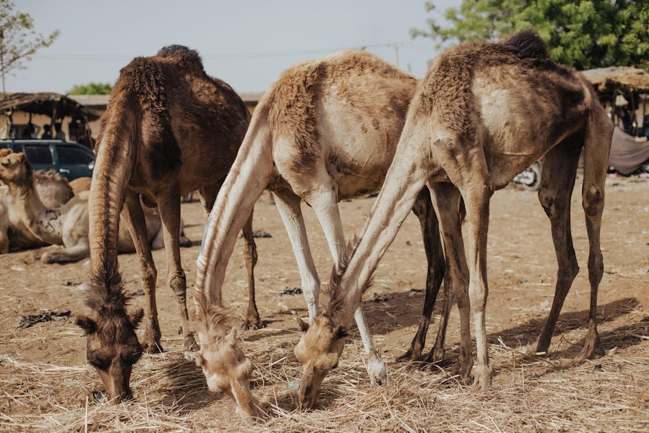 What is really happening in northern Nigeria