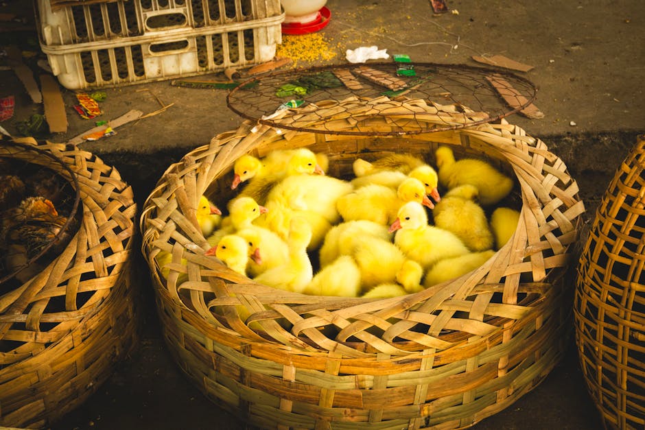 Why a Bird Flu Vaccine Matters Now