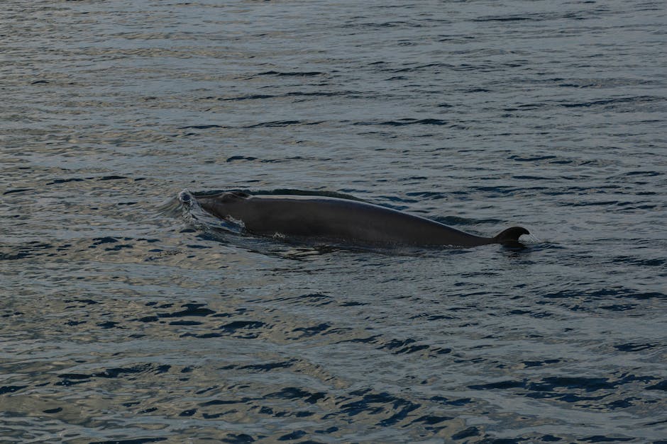 Why a Young Whale Swam Up a River