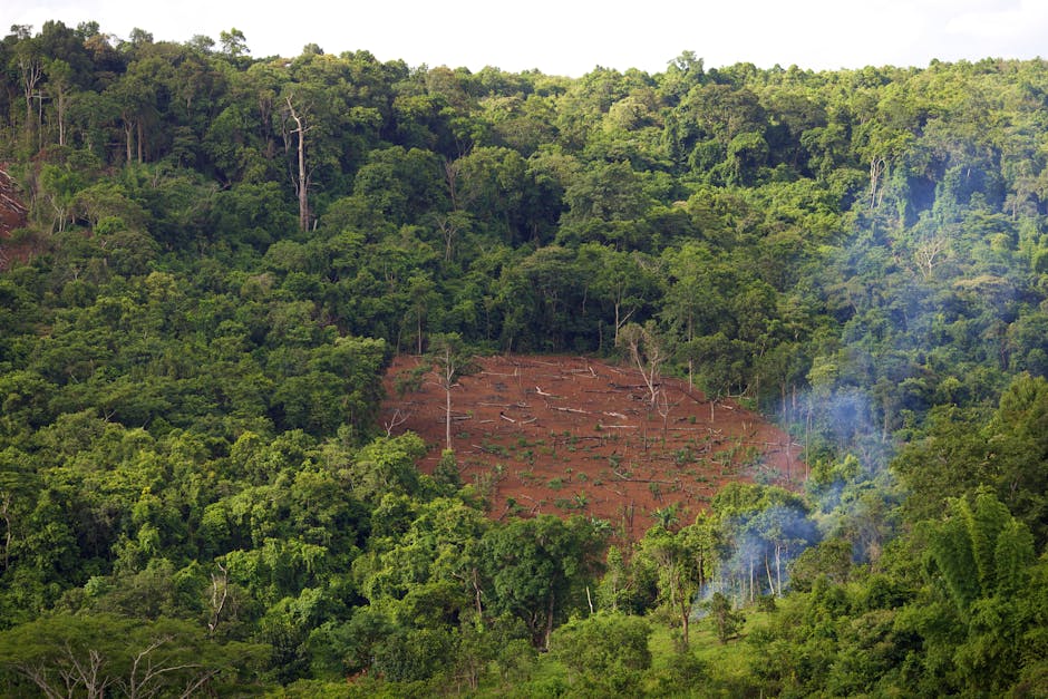 Why Amazon Rainforest Faces Threats