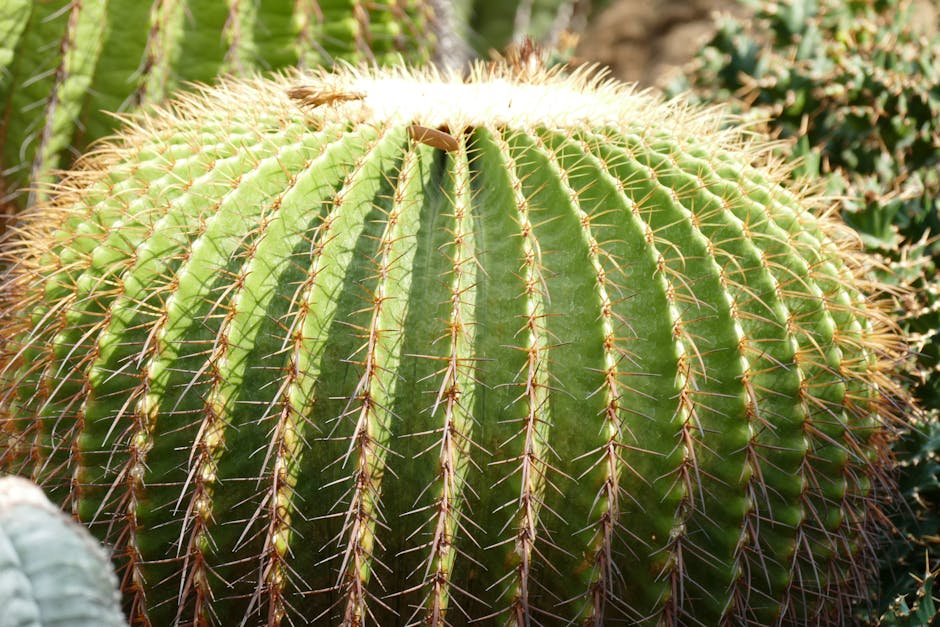 Why Cacti Are Turning to Acoustic Beacons