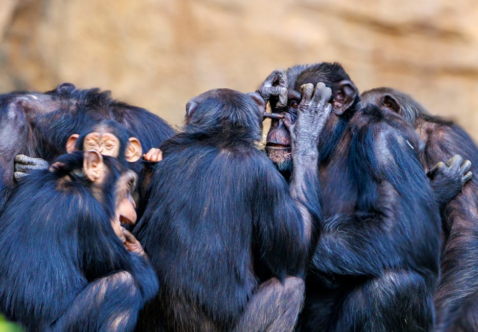 Why Chimpanzees Are Attacking Each Other