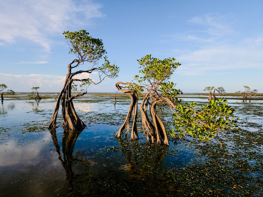 Why Floating Wetlands Are The Future