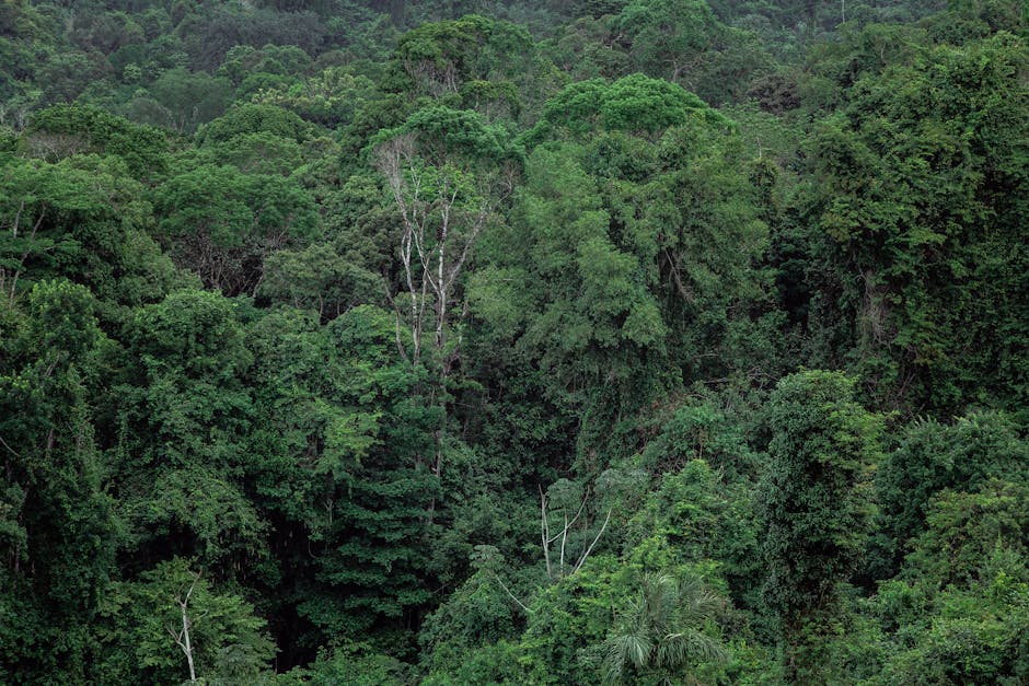 Why Forests Are Still Disappearing Rapidly