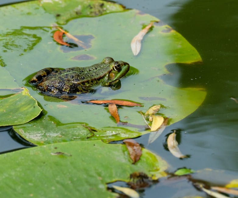 Why Frog Patrol Matters