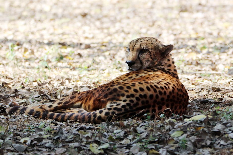 Why Iran’s Cheetah Population Matters