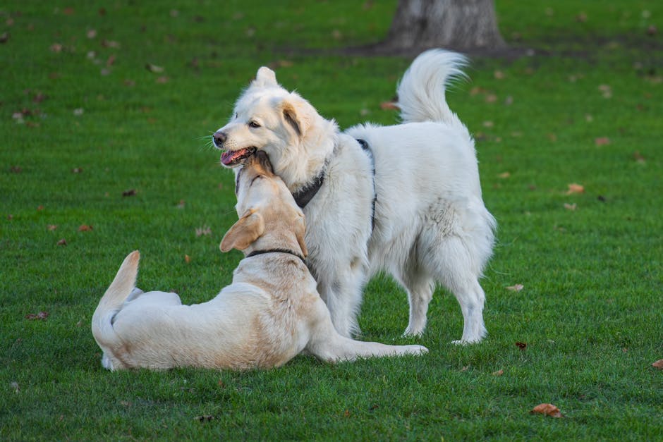 Why It’s OK to Have a ‘Dumb’ Dog