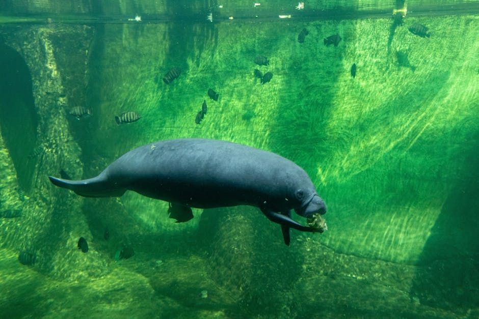 Why Manatees Need Humans to Slow Down and Pay Attention