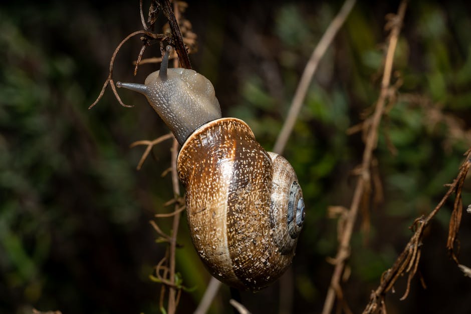 Why Snail Names Matter to Indigenous Community