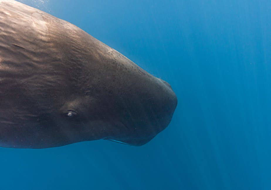 Why Sperm Whales’ Communication Is Similar to Ours