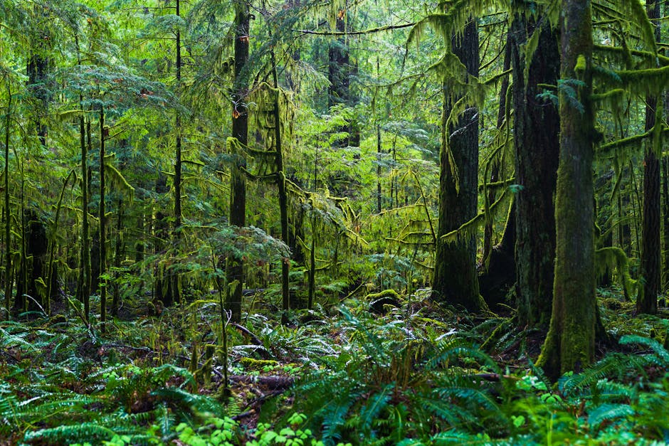 Why Temperate Rainforests Matter
