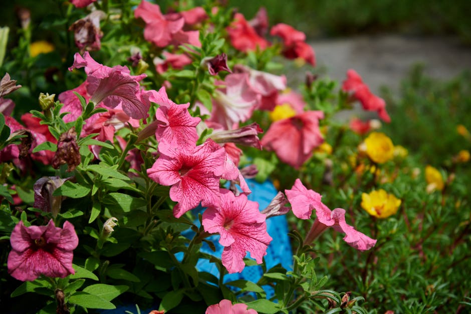 Why the Natural World is Full of Stunning Patterns