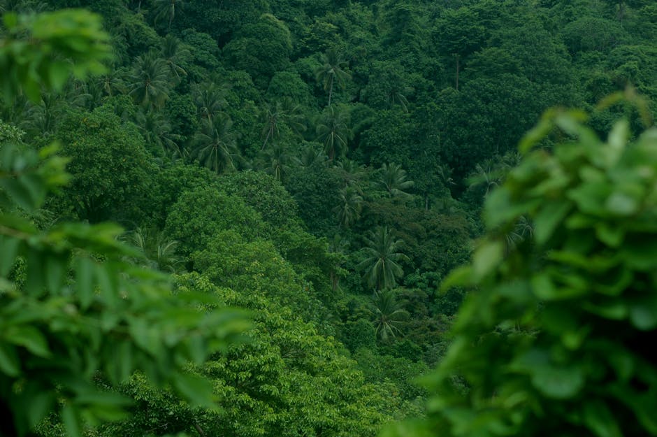 Why Tropical Forests Can Recover