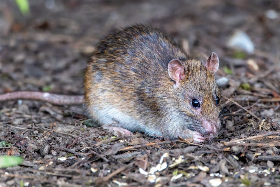 1 Hantavirus Case Reported in Colorado: What You Need to Know