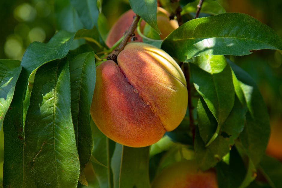 400,000 Peach Trees to be Destroyed