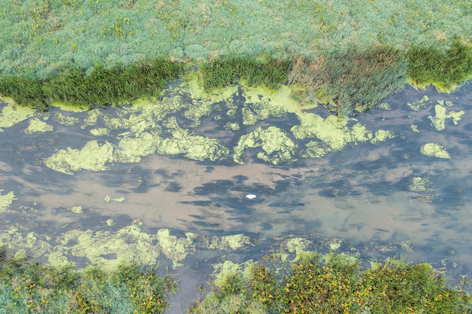 7 Deadly Algae Blooms That Changed Brittany Forever