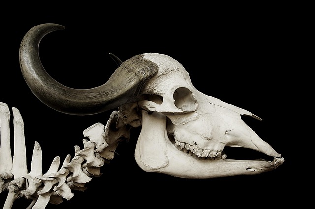 Ancient Antarctic Fish Skull Reveals Clues to Life’s First Steps on Land