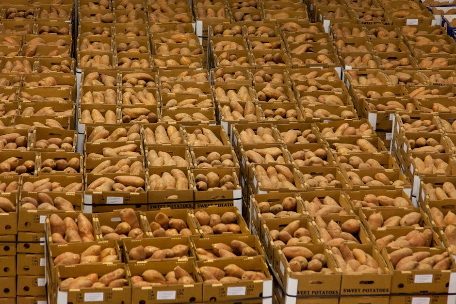 Belgium Confronts Record Potato Surplus as Global Demand Shifts