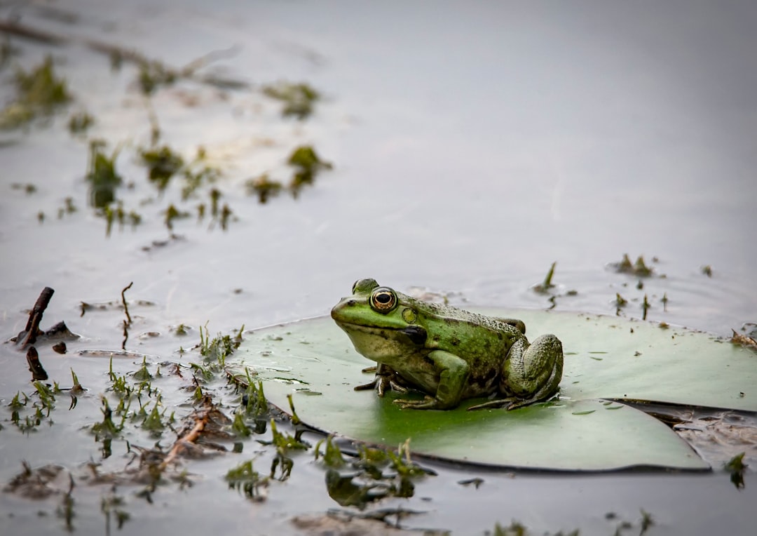 Billie Goolsby's Robotic Tadpole Reveals Hidden Patterns in Frog Communication - VirentaNews