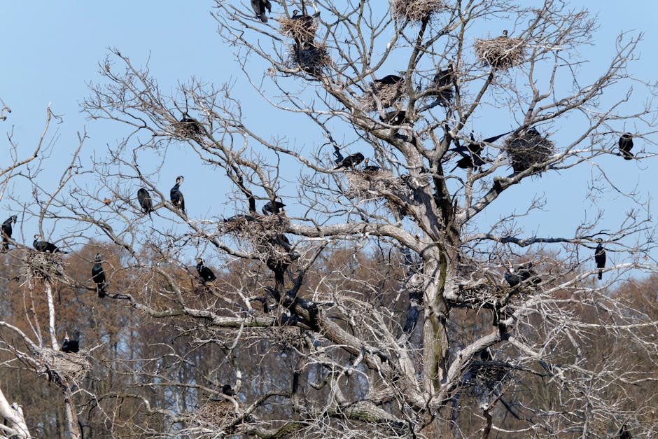 Birds Steal Nests in Record Numbers
