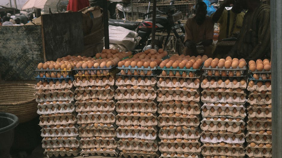 Egg Prices Plummet 40% Amid Oversupply, Squeezing Producer Margins