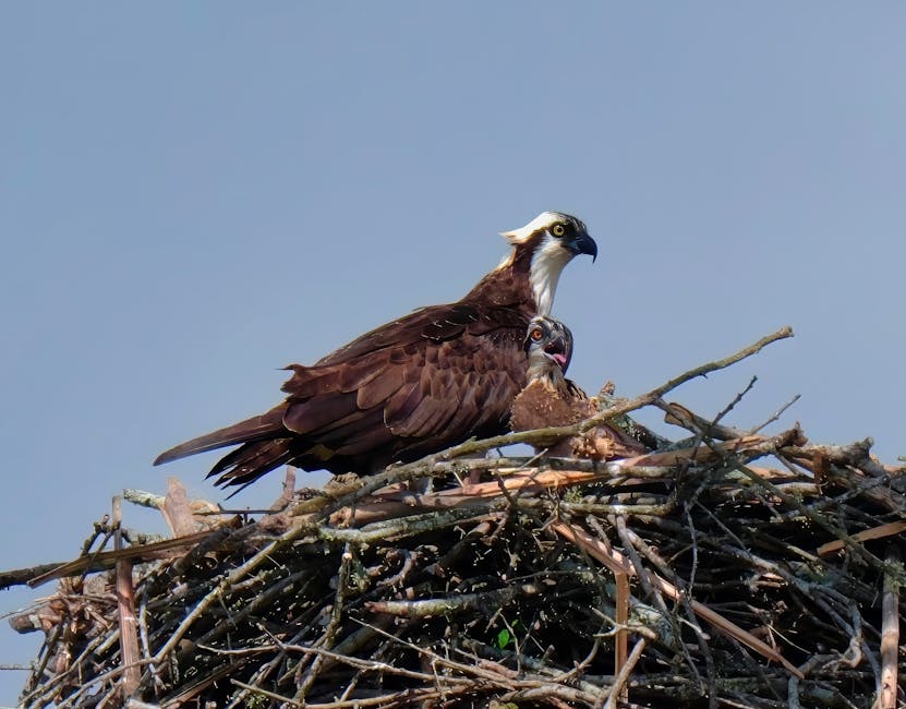 First Osprey Chick of Year Hatches in Poole Harbour
