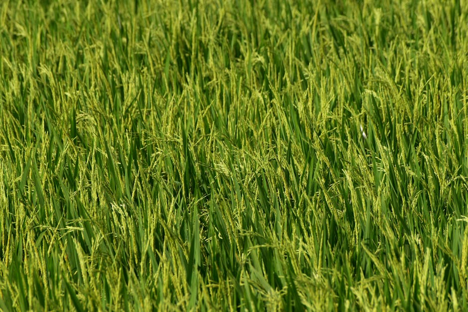Gene Edit Boosts Rice Resistance to 3 Major Pathogens
