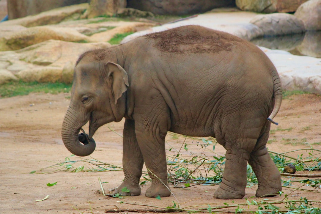 Happy, Bronx Zoo Elephant at Center of Animal Rights Case, Dies at 55