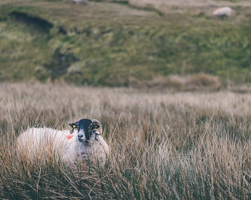 How 10,000 Sheep Could Save Northern Ireland’s Peatlands