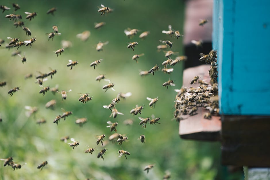 How a Bee-Inspired Robot Finds Home Like a Honeybee
