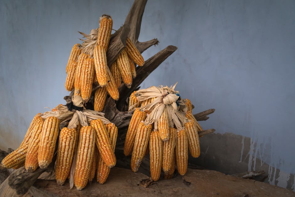 How a Single Gene Could Make Maize Drought-Resilient