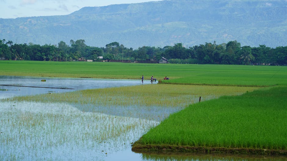 How Fast Is Climate Change Outrunning Rice?