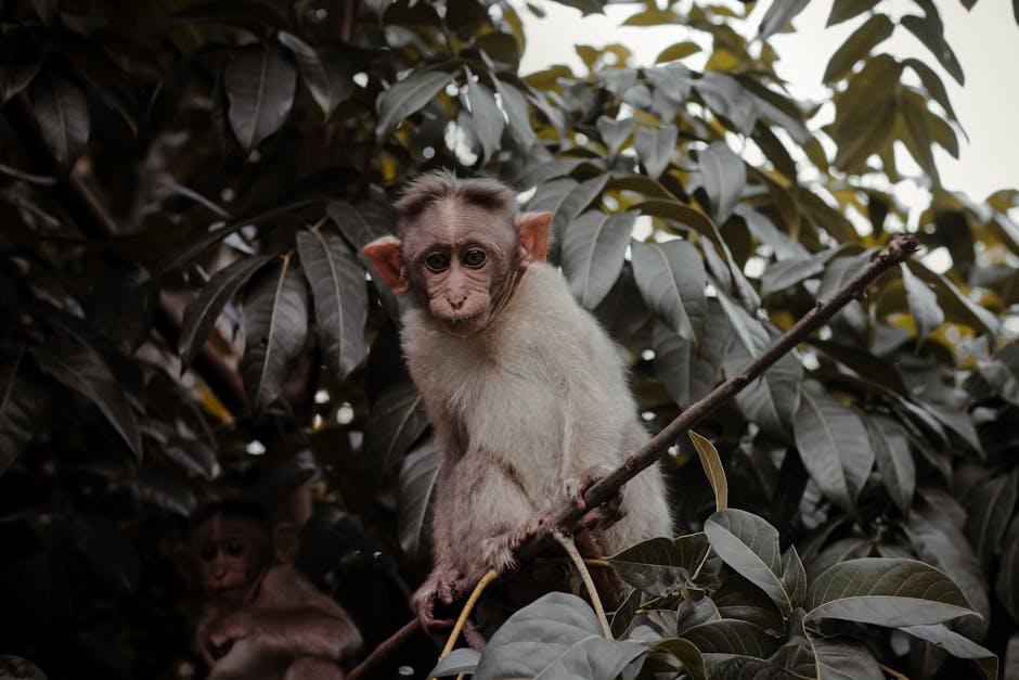 How Human Exceptionalism Shapes Our Place in Nature