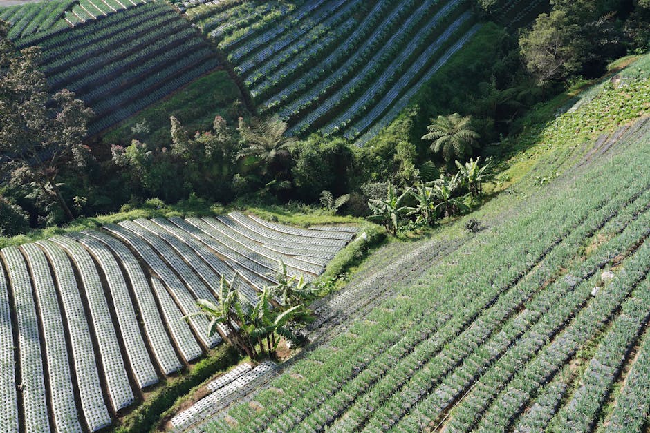 How Luxury Crops Are Reducing Fire Risk in Europe (8-12 words)