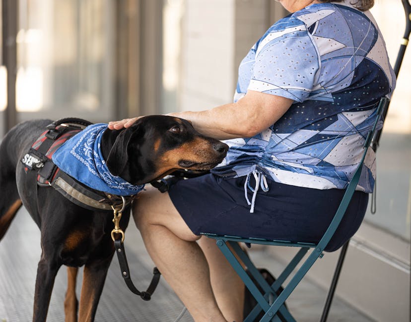 How One Dog Transformed Fear into Calm for Travelers