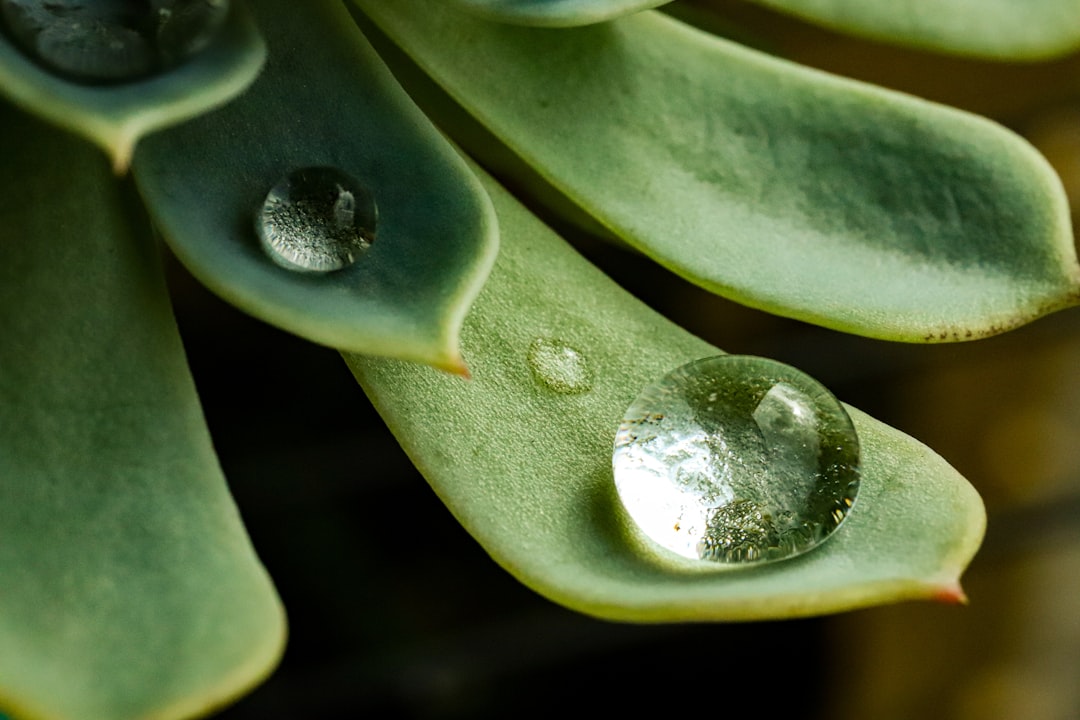 How Plants Sense Water Deficiency