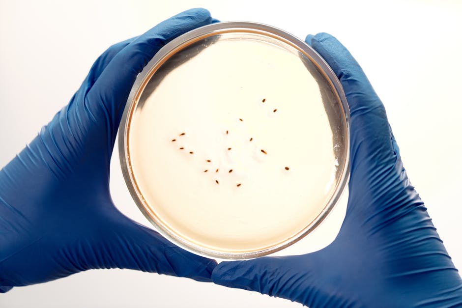 How primitive cells might have split without machinery