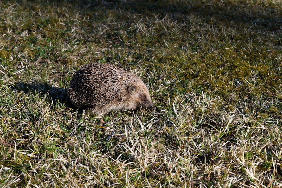 How Technology Is Helping Hedgehogs Survive in the Wild